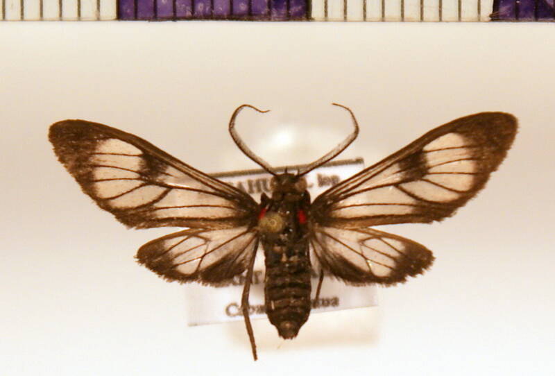 c027-standard.jpg