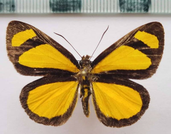 Cabirus procrus  mâle A1- Equateur