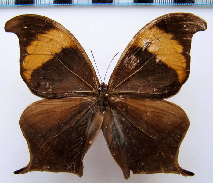 Caerois_chorinaeus_chorinaeus_Guyane fr