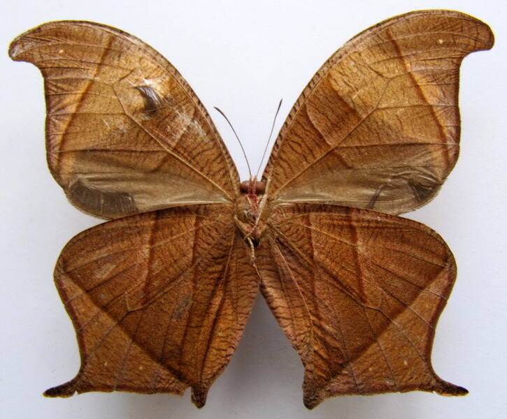 Caerois_chorinaeus_chorinaeus_verso_Guyane fr