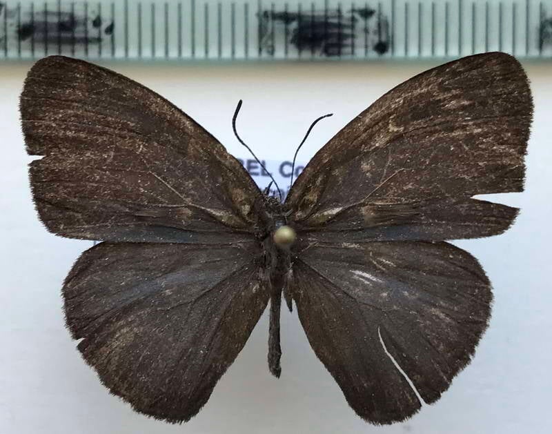 caeruleuptychia_sp899_m_gf-standard.jpg