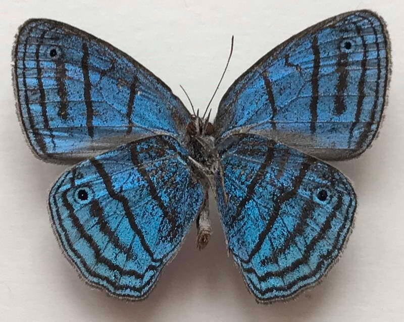 caeruleuptychia_urania_m01_eq_v-standard.jpg