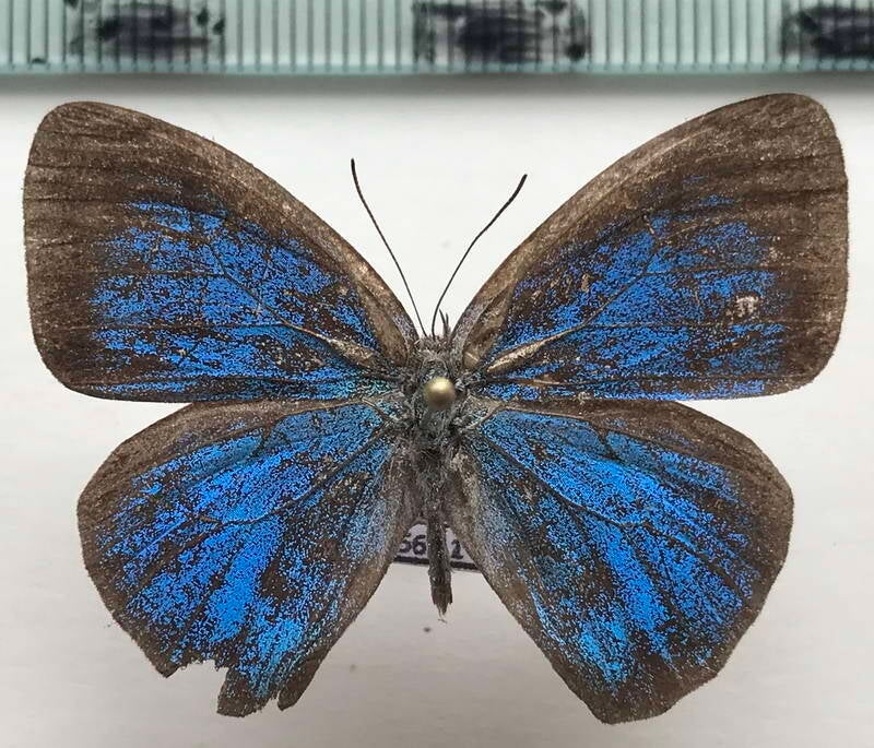 caeruleuptychia_urania_m03_eq-standard.jpg