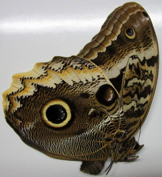 caligo_atreus_agesilaus_m_Verso_Equateur