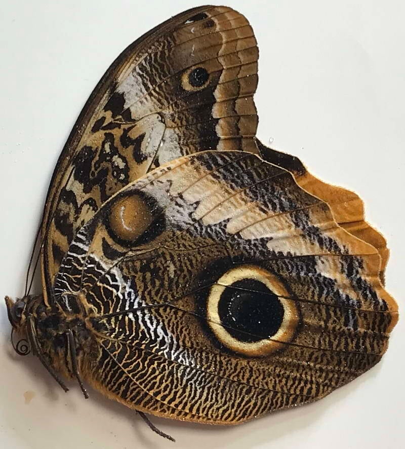 caligo_atreus_atreus_m_Verso_Colombie