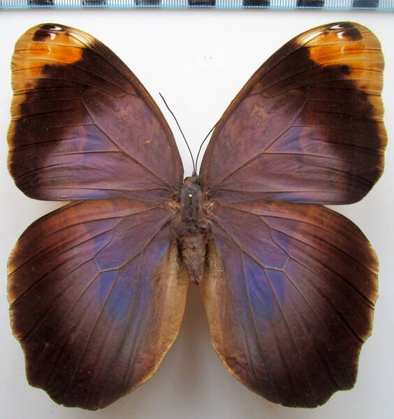 caligo_beltrao_f_Brésil