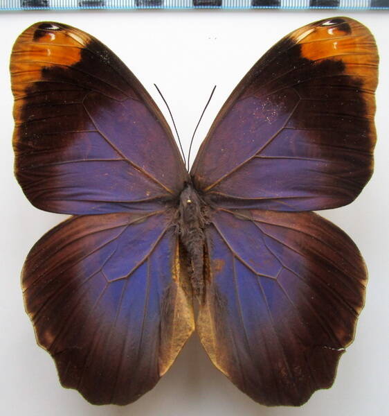 caligo_beltrao_m-Brésil