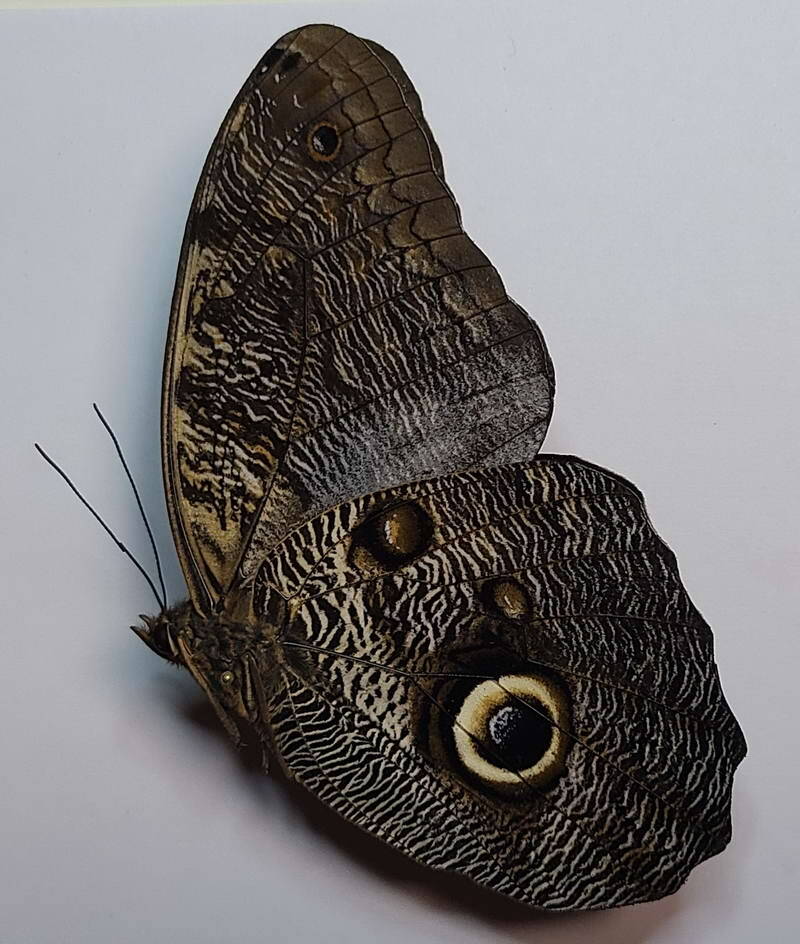 caligo_brasiliensis_m-Verso_Costa Rica