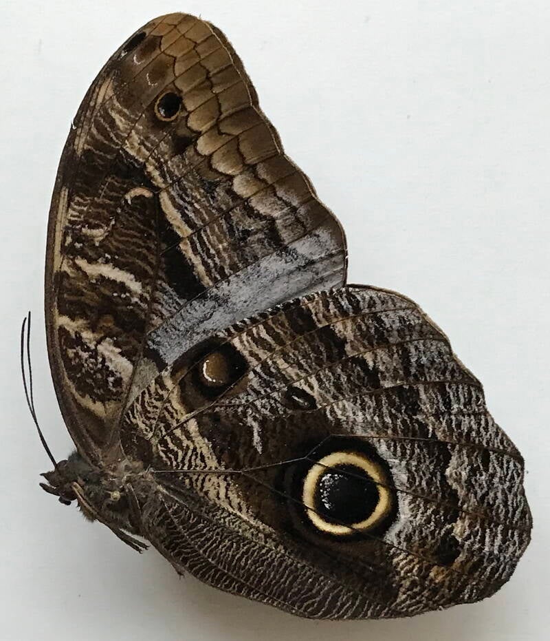 caligo_brasiliensis_m_eq_v-standard-siz5eb.jpg