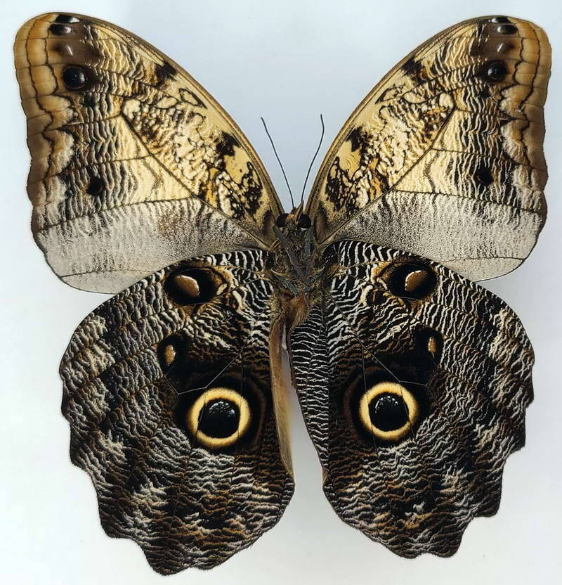 caligo_brasiliensis_m_Verso_Pérou