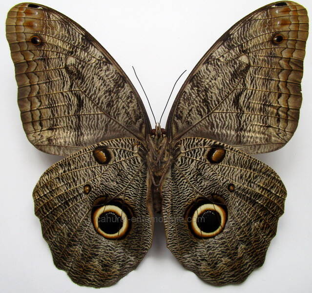 caligo_eurilochus_Verso-Guyane fr