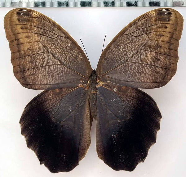 Caligo eurilochus livius femelle  A1-  Equateur