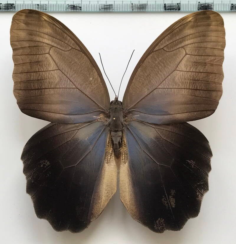 caligo_eurilochus_livius_m_Pérou