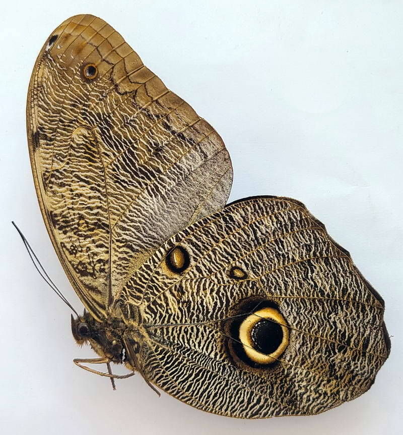 caligo_eurilochus_livius_m_Verso_Pérou