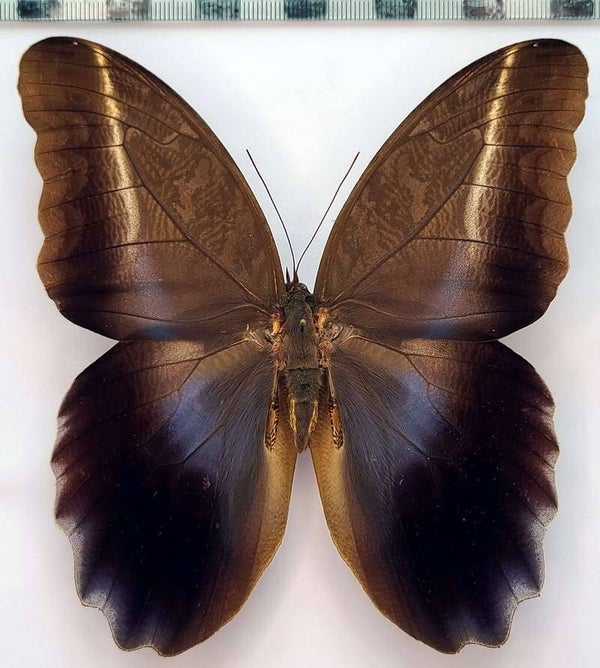 Caligo idomeneus mâle A1-  Equateur