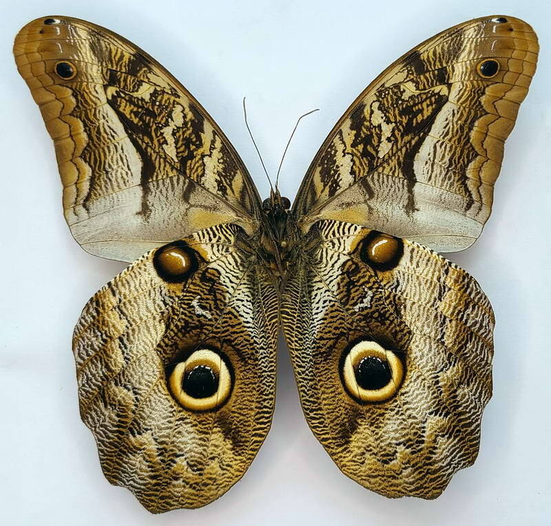 caligo_idomeneus_m_Verso_Pérou