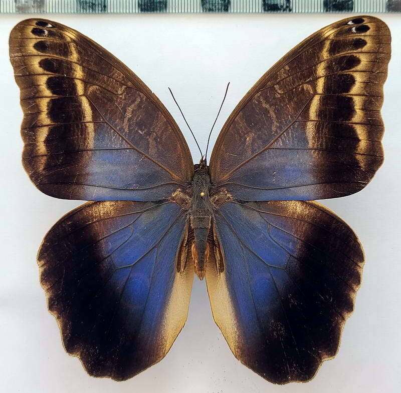 caligo_illioneus_praxsiodus_m_Pérou