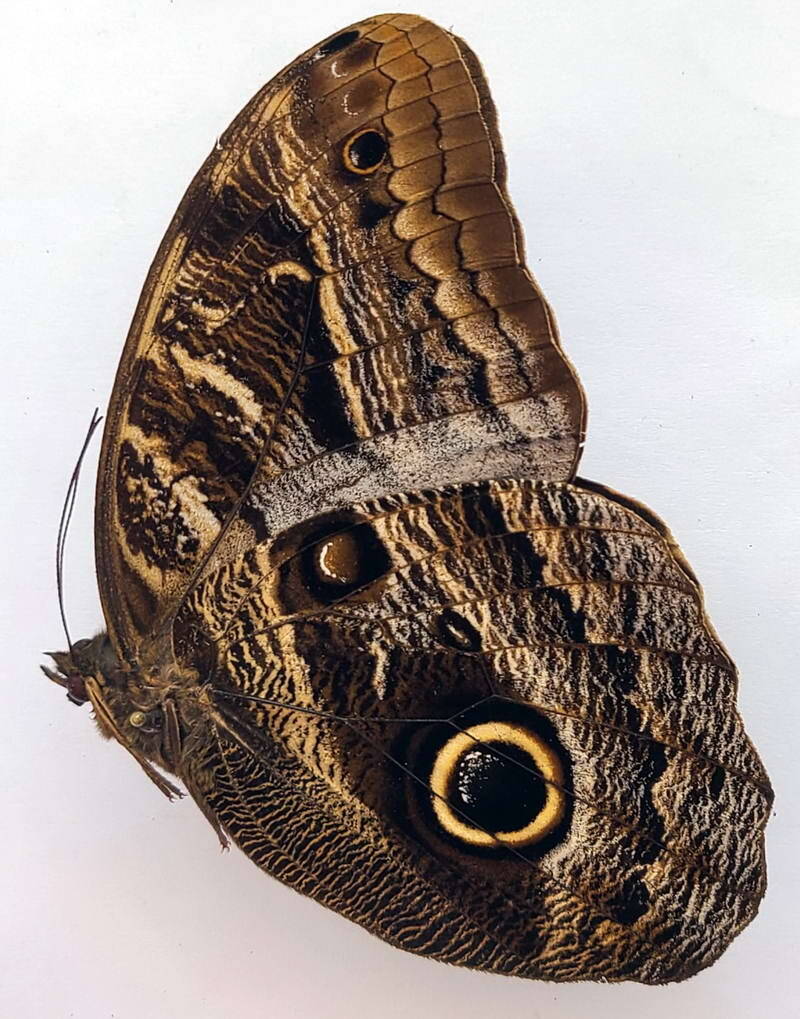 caligo_illioneus_praxsiodus_m_Pérou