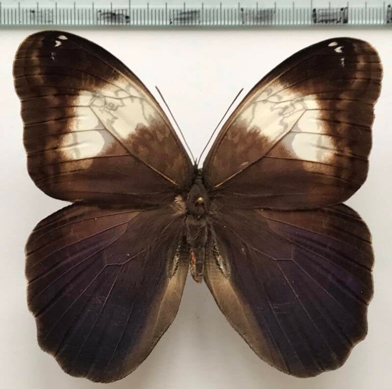 caligo_martia_m-Brésil