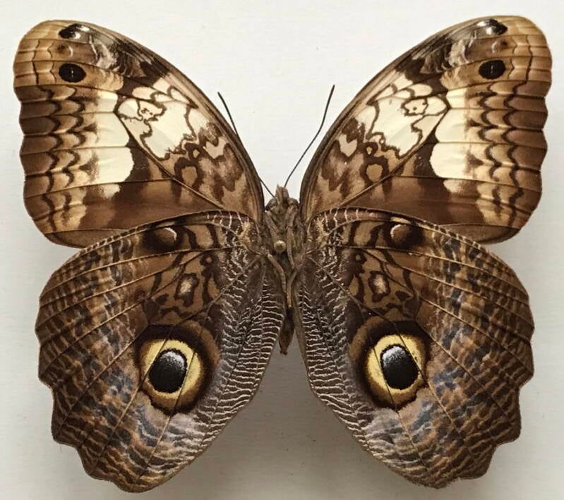caligo_martia_m-Verso-Brésil