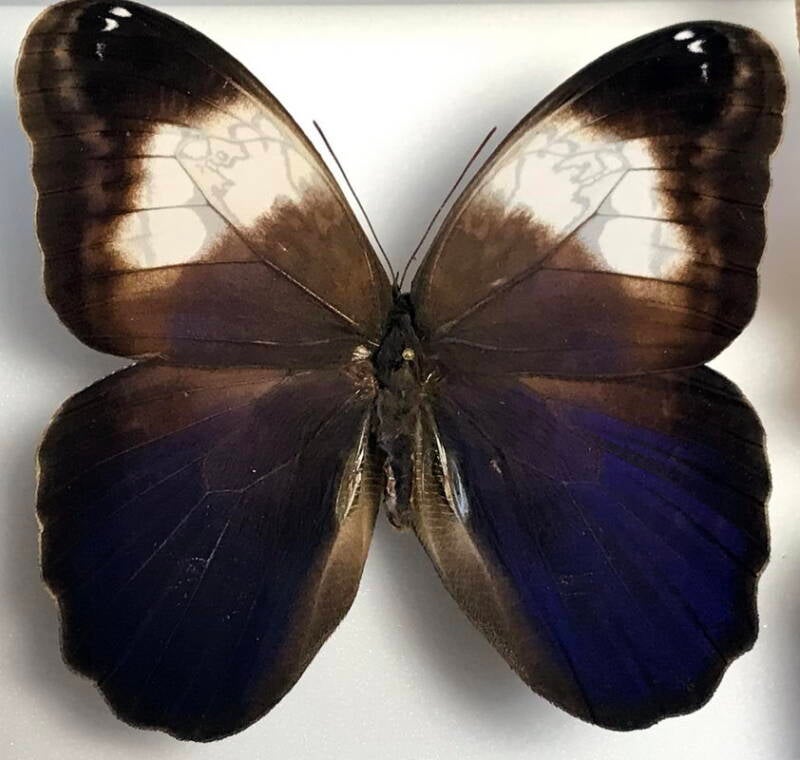 caligo_martia_m-Brésil