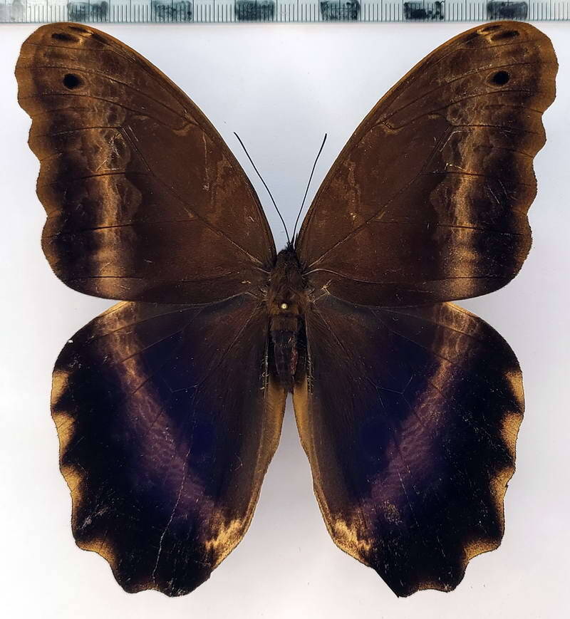 caligo_oberthurii_m_Pérou