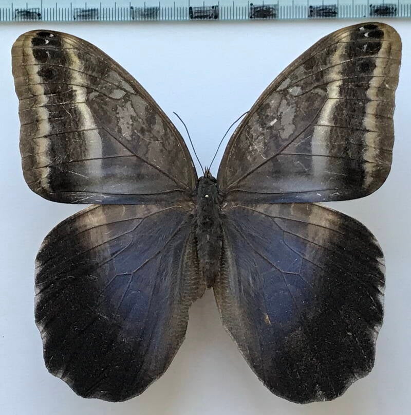 caligo_oileus_umbratilis_m_perou-standard.jpg