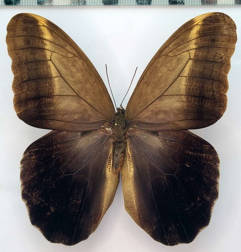 Caligo placidianus mâle A1-  Pérou