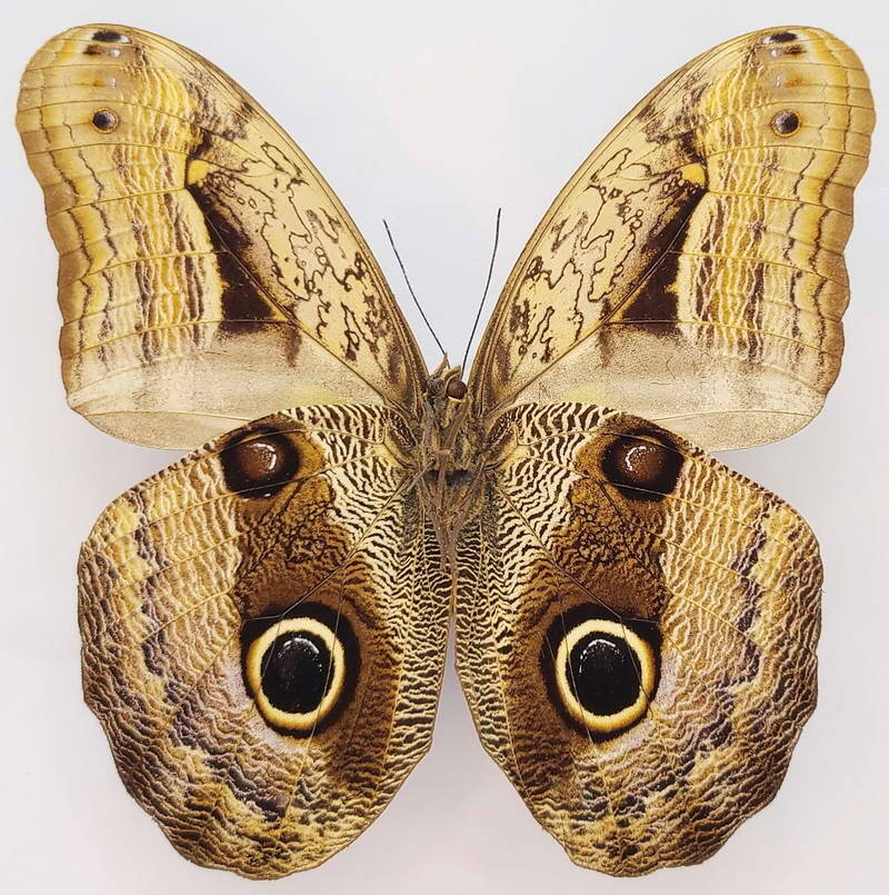 caligo_placidianus_m_Verso_Pérou