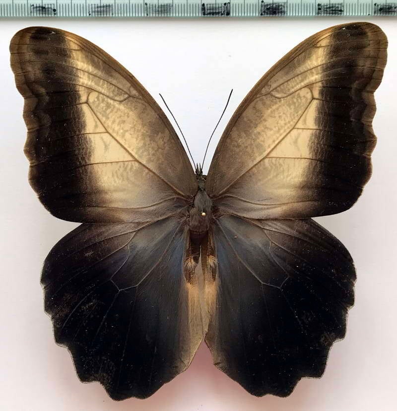 caligo_prometheus_atlas_m_Equateur