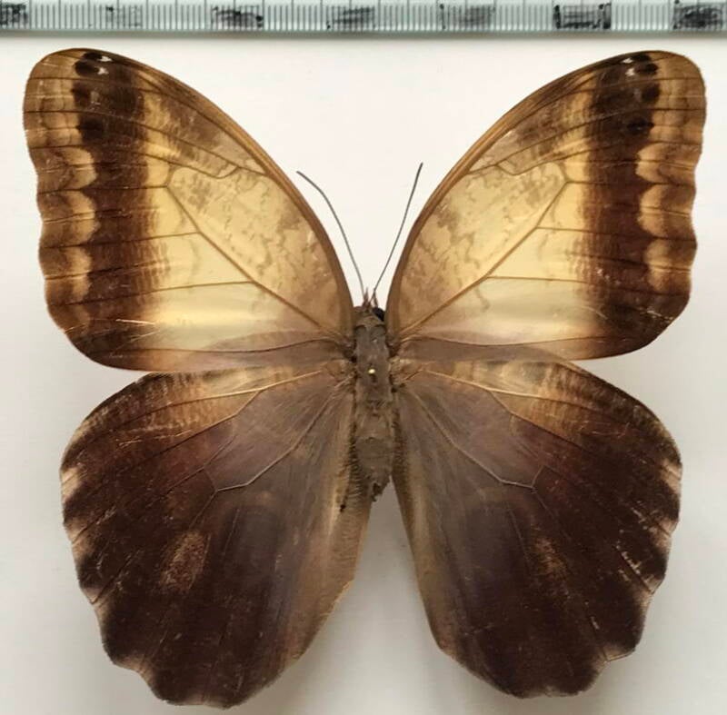 caligo_telamonius_memnon_m_Mexique
