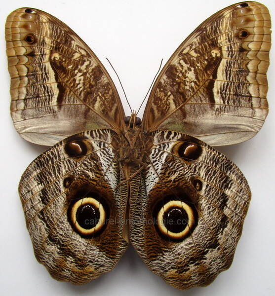 caligo_teucer_Bresil_verso