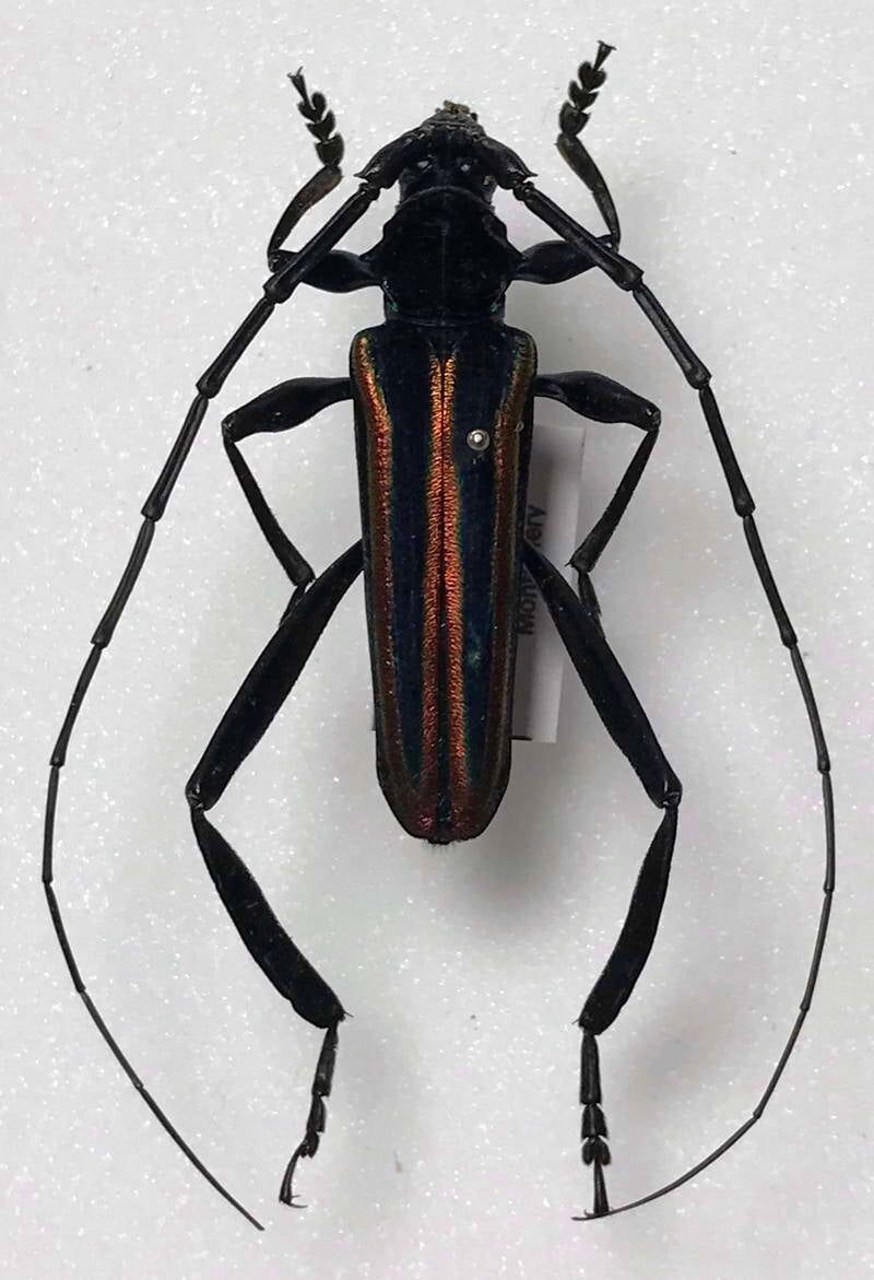 Callichroma auricomum