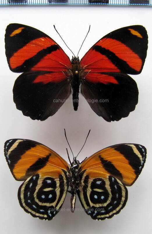 callicore_cynosura_cynosura_perou_2-standard.jpg