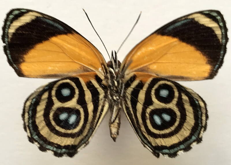 callicore_eunomia_eunomia_m_eq_v-standard.jpg