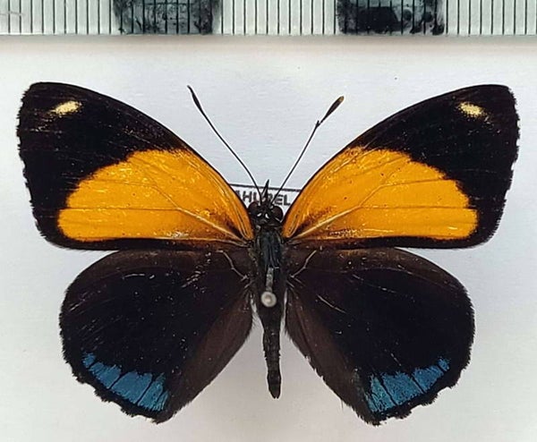 Callicore eunomia mâle A1-  Pérou