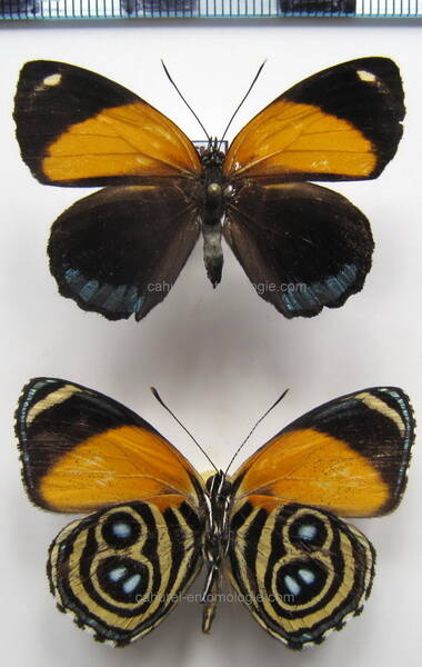 callicore_eunomia_perou-standard.jpg