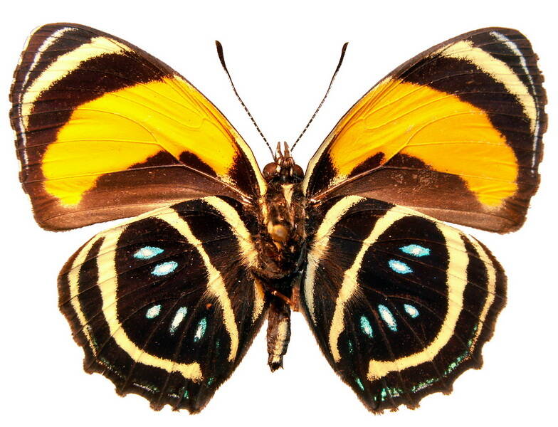 callicore_lyca_aeginav-standard.jpg