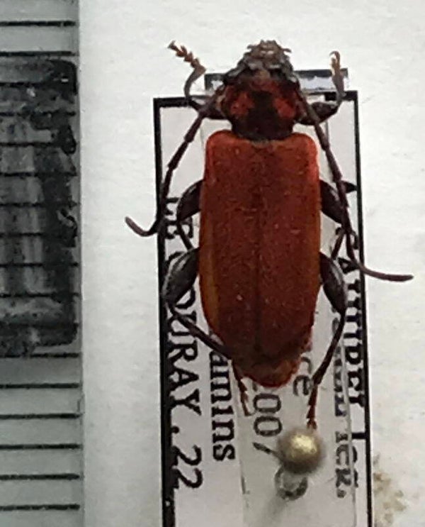 Callidium sanguineum  France