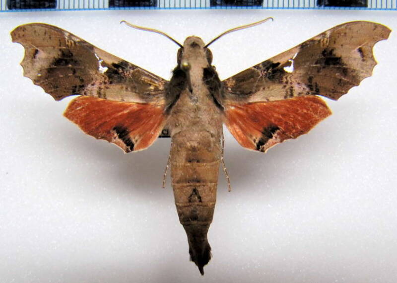 callionima_denticulata_eq_m-standard.jpg