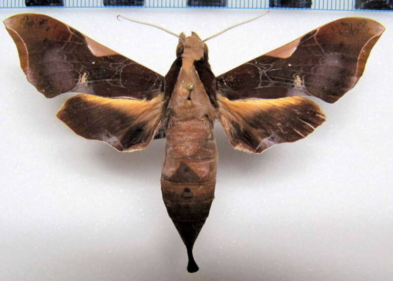 callionima_nomius_gf_f-standard.jpg