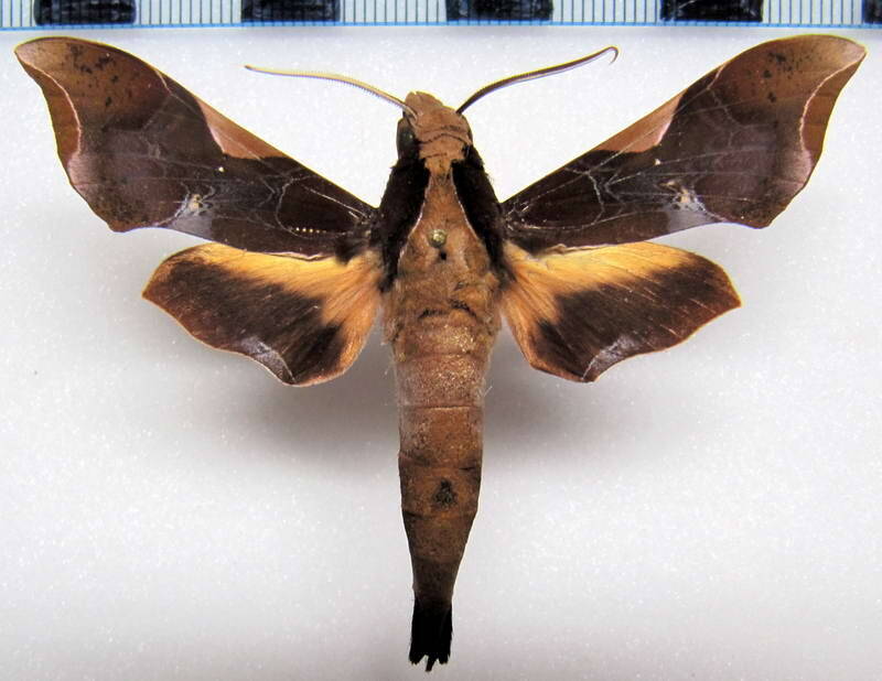 callionima_nomius_gf_m-standard.jpg
