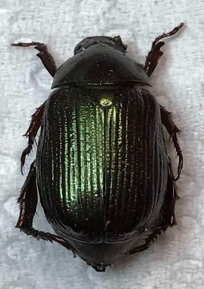 Callistethus sp  Guyane française