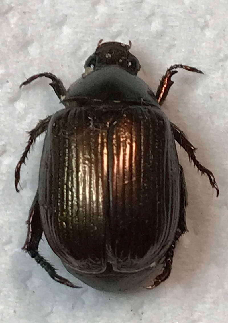 callistethus_sp02_Guyane fr