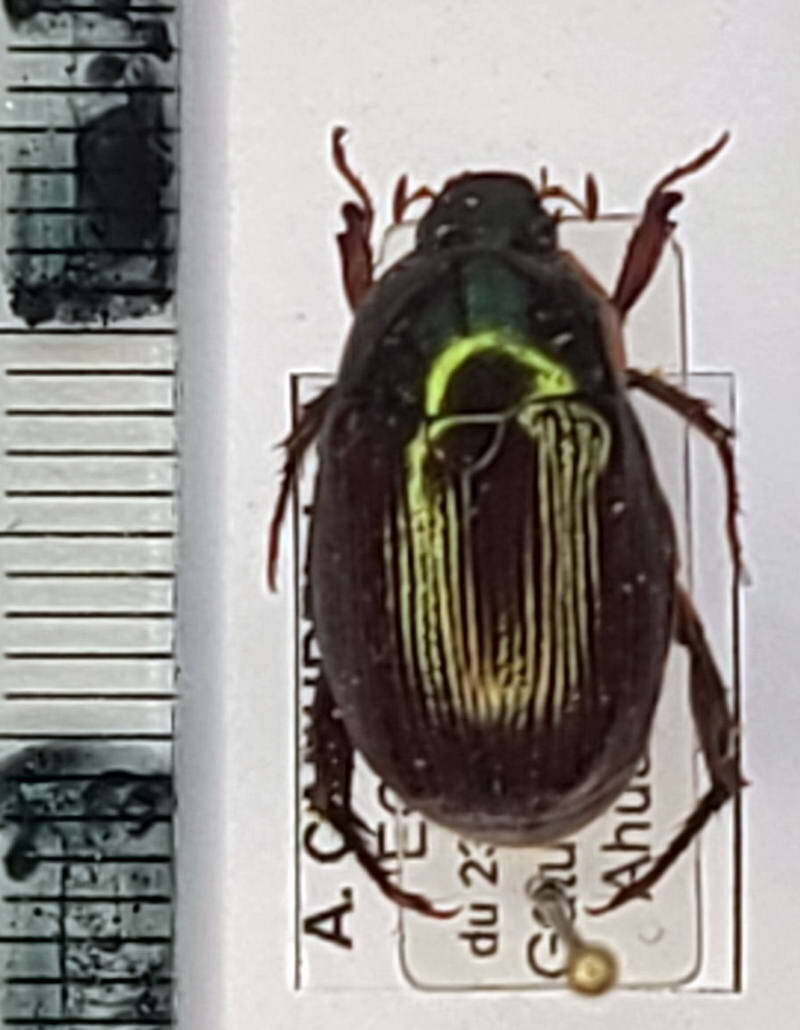 callistethus_sp1111_Equateur