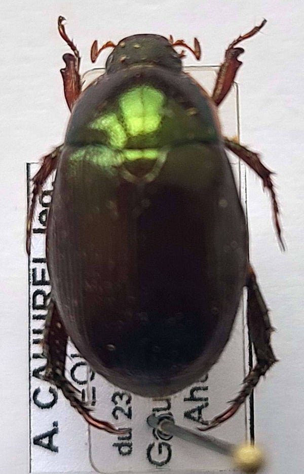 Callisthetus sp 1111  Equateur