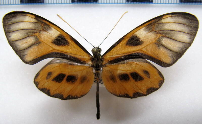 callithomia_alexirrhoe_butes_m02_perou-standard.jpg