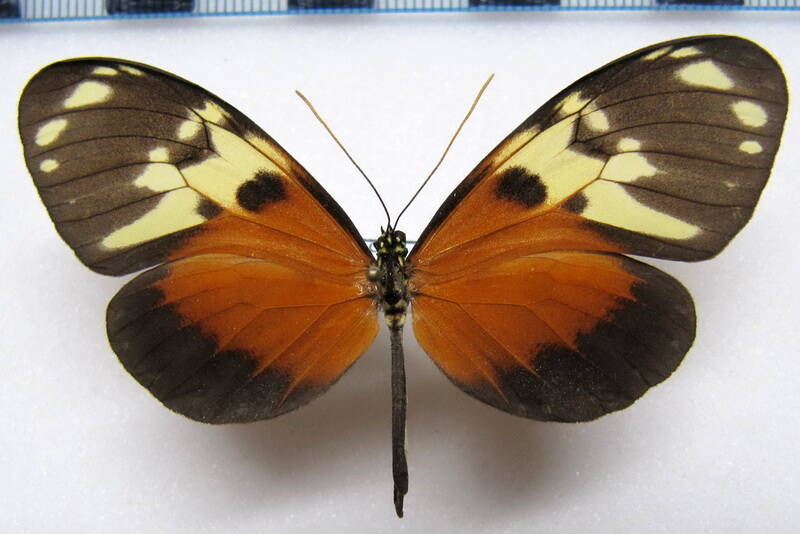 callithomia_alexirrhoe_panamensis_f_panama-standard.jpg