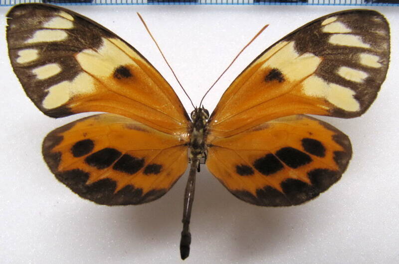 callithomia_alexirrhoe_zeuxippe_f_gf-standard.jpg