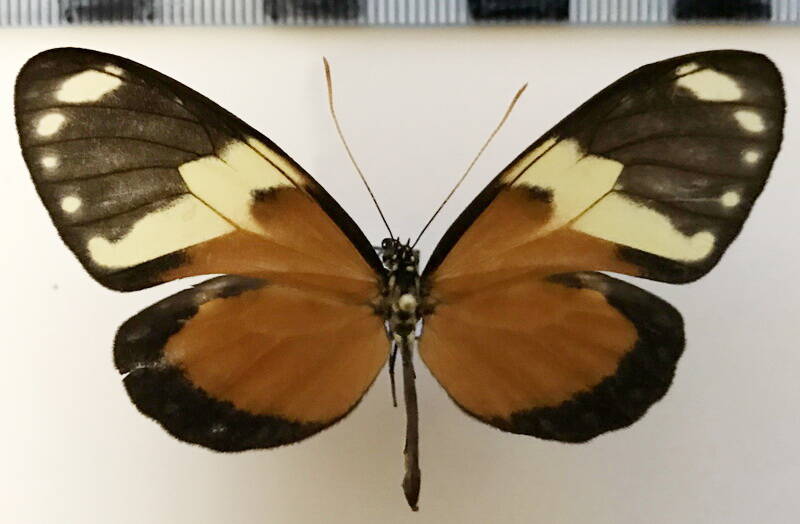 callithomia_hezia_beronilla_f02_eq-standard.jpg